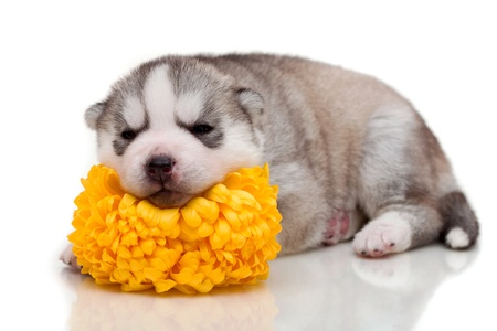 newborn siberian husky puppyの写真素材