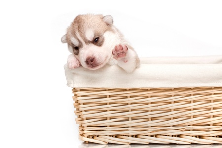 newborn siberian husky puppyの写真素材