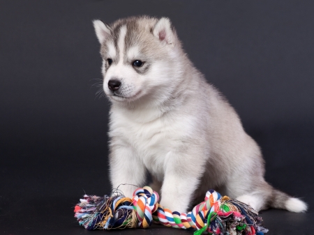 newborn siberian husky puppyの写真素材