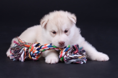 newborn siberian husky puppyの写真素材