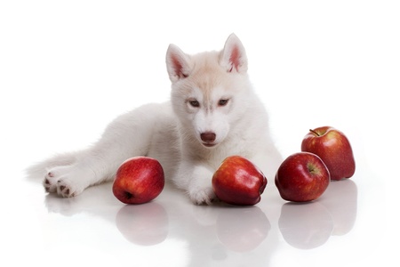 newborn siberian husky puppyの写真素材