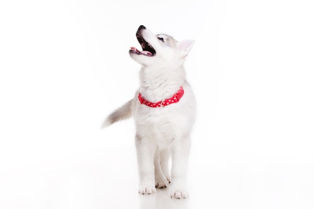 newborn siberian husky puppyの写真素材