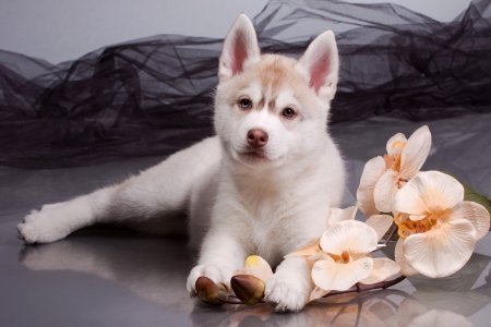 newborn siberian husky puppyの写真素材