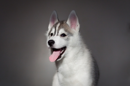newborn siberian husky puppyの写真素材
