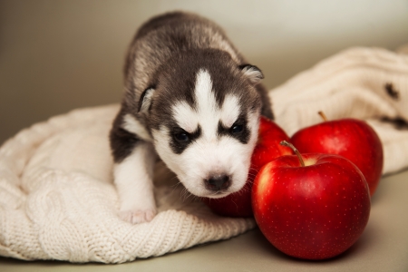 little puppy of siberian huskyの写真素材