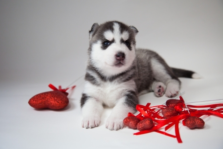 little puppy of siberian huskyの写真素材