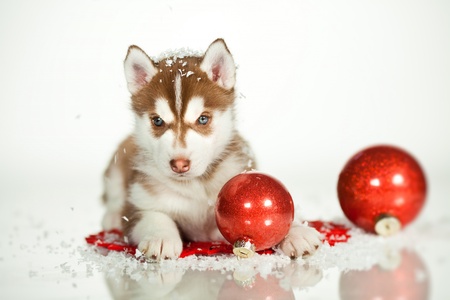 little puppy of siberian huskyの写真素材