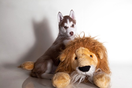 little puppy of siberian husky