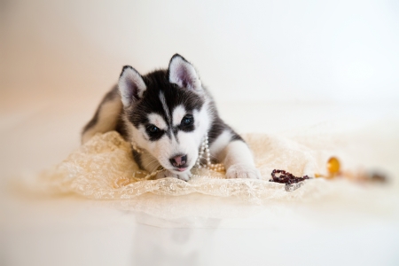 little puppy of siberian huskyの写真素材