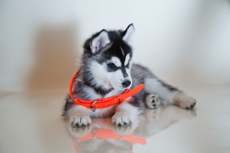 little puppy of siberian huskyの写真素材