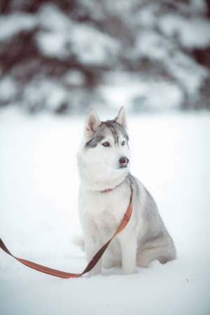 beautiful siberian husky outdoor in winterの写真素材