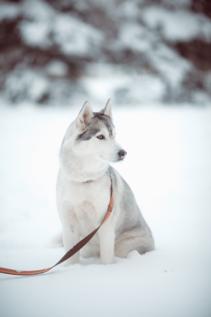 beautiful siberian husky outdoor in winterの写真素材