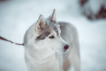 beautiful siberian husky outdoor in winterの写真素材