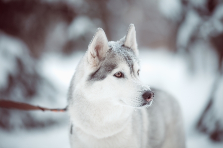 beautiful siberian husky outdoor in winterの写真素材