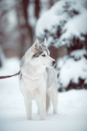 beautiful siberian husky outdoor in winterの写真素材