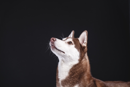 siberian husky on black background closeupの写真素材