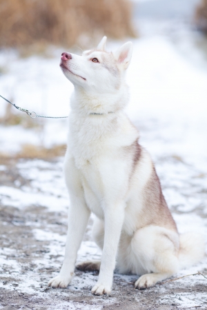 beautiful siberian husky outdoor in winterの写真素材