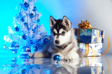 siberian husky puppy with christmas decorationの写真素材