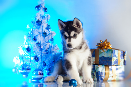 siberian husky puppy with christmas decorationの写真素材