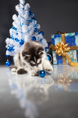 siberian husky puppy with christmas decorationの写真素材