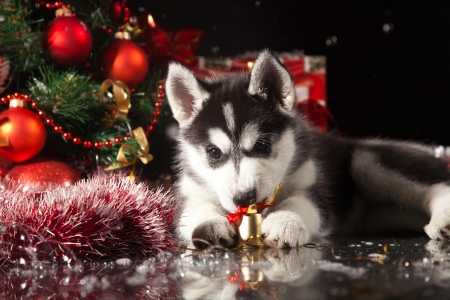 siberian husky puppy with christmas decorationの写真素材