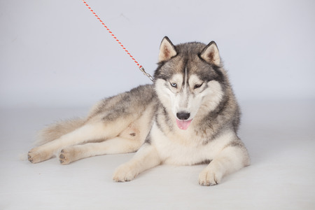 Cute fluffy Siberian Husky dog on leash in studioの写真素材