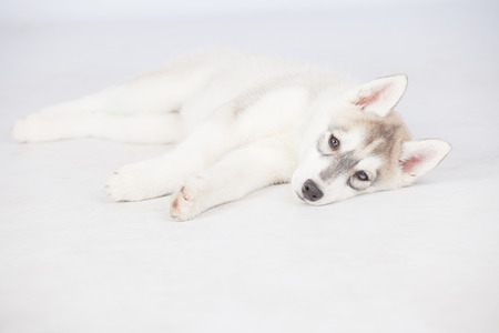 Cute fluffy Siberian Husky dog in studioの写真素材