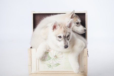 Cute fluffy Siberian Husky dogs in studio boxの写真素材