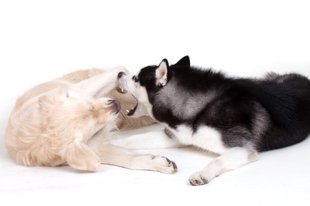siberian husky and labrador playing isolated on whiteの写真素材