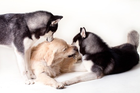 siberian husky and labrador playing isolated on whiteの写真素材