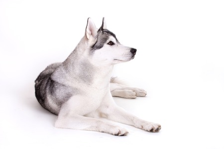 portrait of siberian husky dog isolated on whiteの写真素材