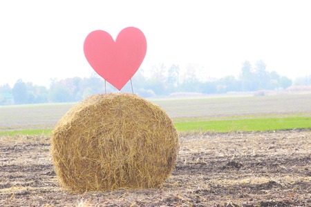 Rolls of haystacks on the field after harvesting wheatの写真素材