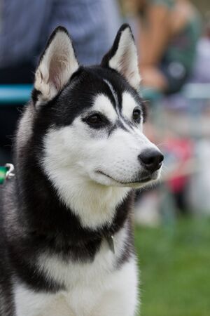 Portrait of female black and white siberian husky outdoorの写真素材