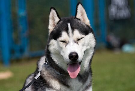 Closeup portrait of male black and white siberian husky outdoor