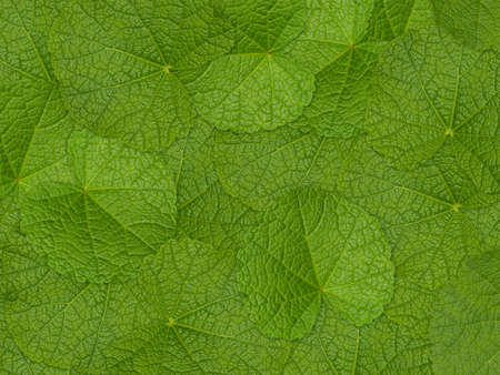 green leaves backgroundの写真素材