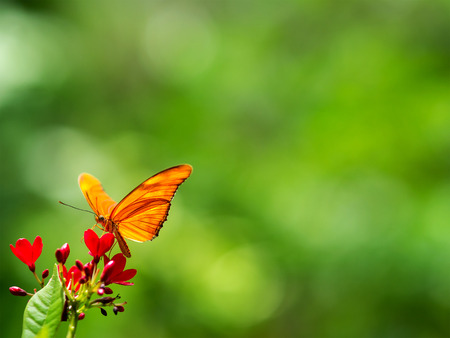 Butterfly on red flowers, green background.の写真素材