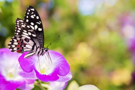 Butterfly on pink flower.の写真素材