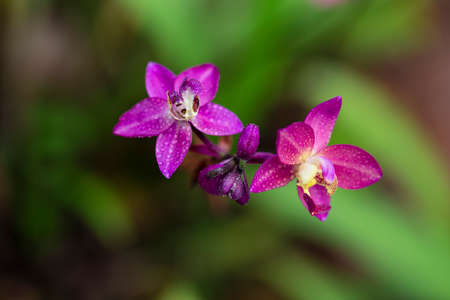 Beautiful pink orchids flowers and leave background.