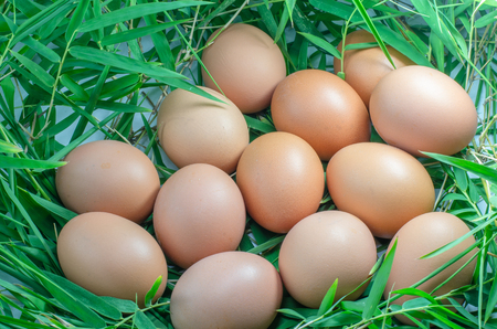 chicken eggs on bamboo leavesの写真素材