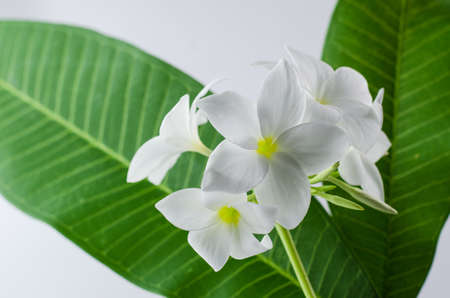 plumeria, nature, pretty aroma, aromatherapy, beautiful, beauty,の写真素材
