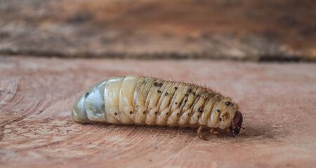beetle larvae in asia, Thailand. (Selective focus).の写真素材