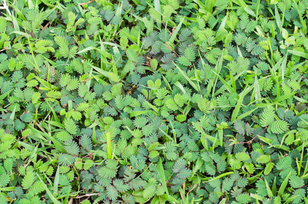 grass background, grass textureの写真素材