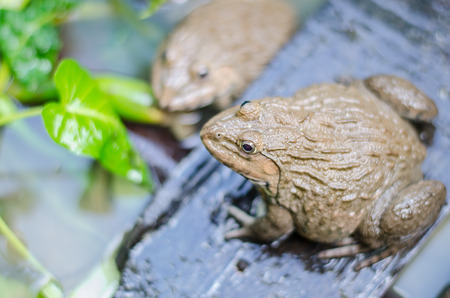 Common Thai frog in farm, Thailandの写真素材