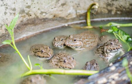 Common Thai frog in farm, Thailandの写真素材