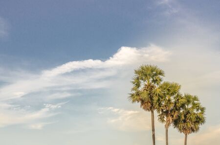 Palm to the sky the fieldの写真素材