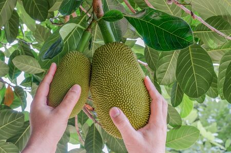 Handle thai jackfruit on the tree in the garden Close-upの写真素材