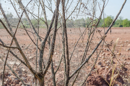 Old cobwebs with dead treesの写真素材