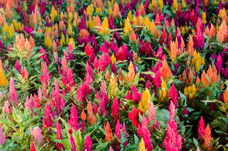 Cockscomb flower at nightの写真素材