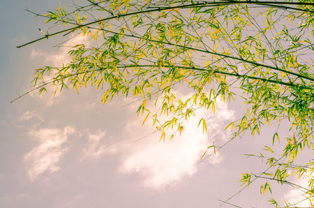 Bamboo against the sky in the daytime.の写真素材