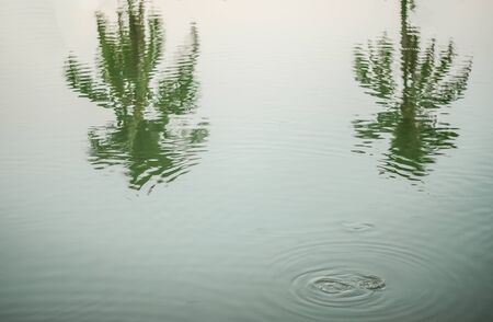 In the shadow of coconut waterの写真素材